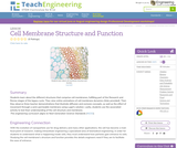 Cell Membrane Structure and Function